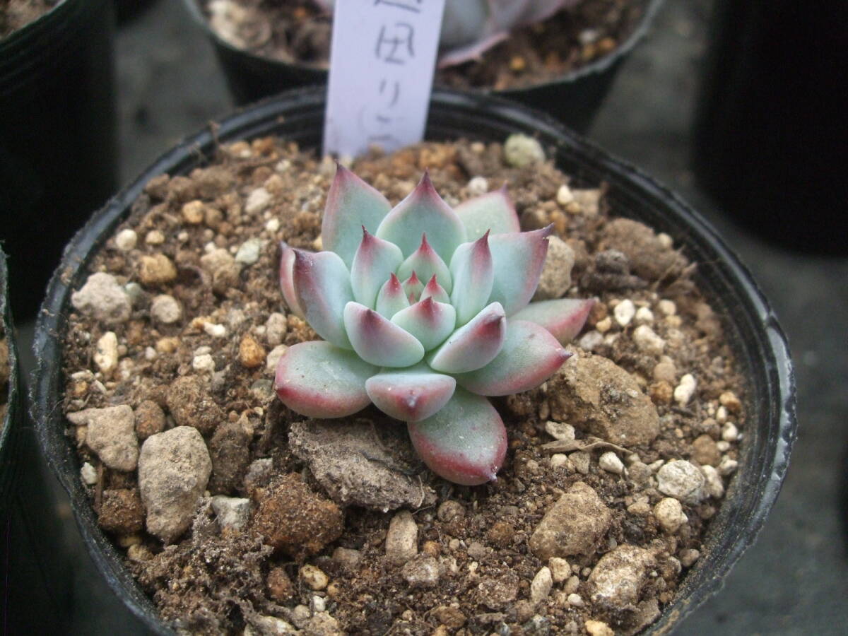 多肉植物 エケベリア 臼田リンゼアナ 葉挿しクローン 小 多肉植物 エケベリア 臼田リンゼアナ 葉挿しクローン 小