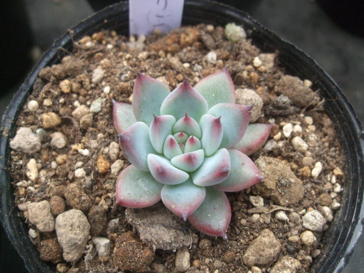 多肉植物 エケベリア 臼田リンゼアナ 葉挿しクローン 小 多肉植物 エケベリア 臼田リンゼアナ 葉挿しクローン 小