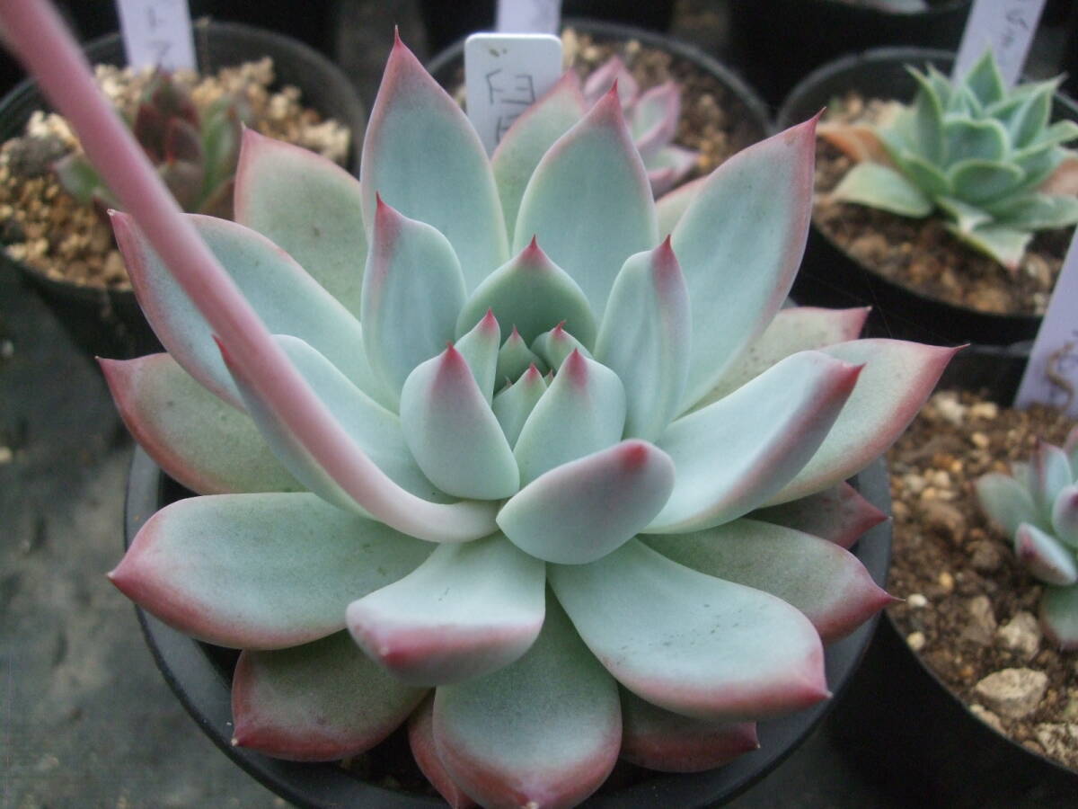 多肉植物 エケベリア 臼田リンゼアナ 葉挿しクローン 小 多肉植物 エケベリア 臼田リンゼアナ 葉挿しクローン 小