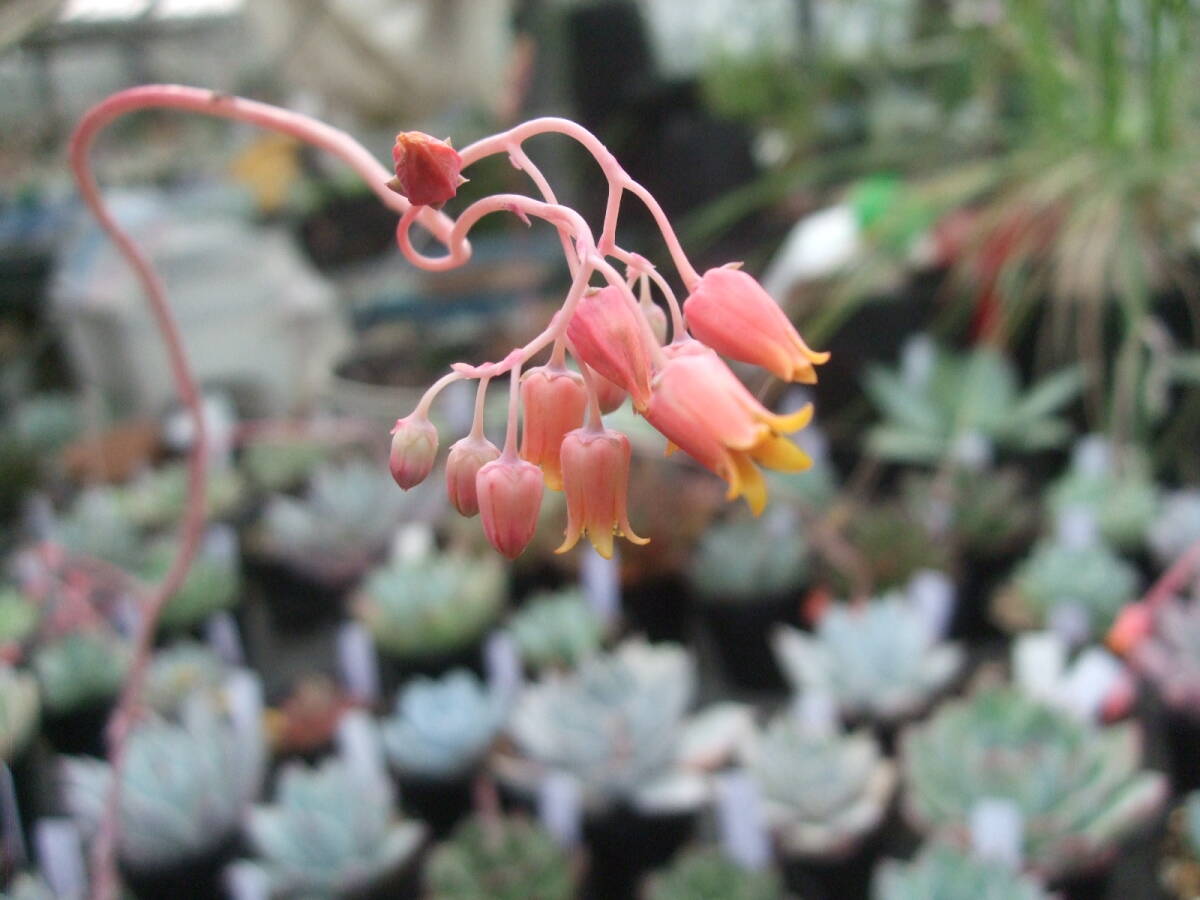 多肉植物 エケベリア 臼田リンゼアナ 葉挿しクローン 小 多肉植物 エケベリア 臼田リンゼアナ 葉挿しクローン 小