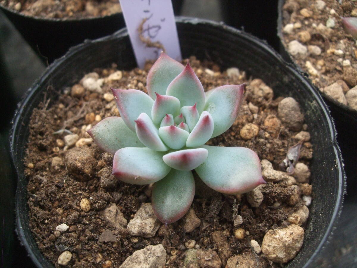 多肉植物 エケベリア 臼田リンゼアナ 葉挿しクローン(サボテン 多肉植物 エケベリア 臼田リンゼアナ 葉挿しクローン(サボテン