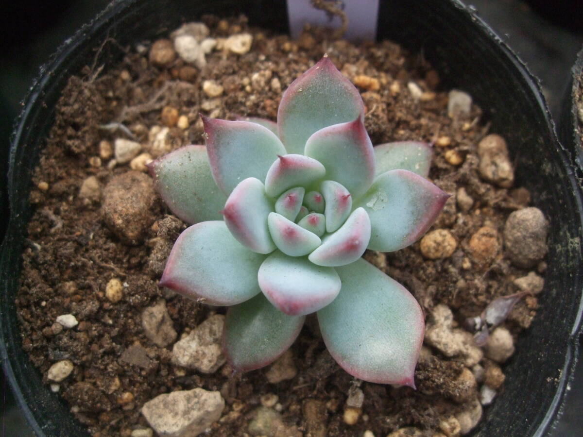 多肉植物 エケベリア 臼田リンゼアナ 葉挿しクローン(サボテン 多肉植物 エケベリア 臼田リンゼアナ 葉挿しクローン(サボテン