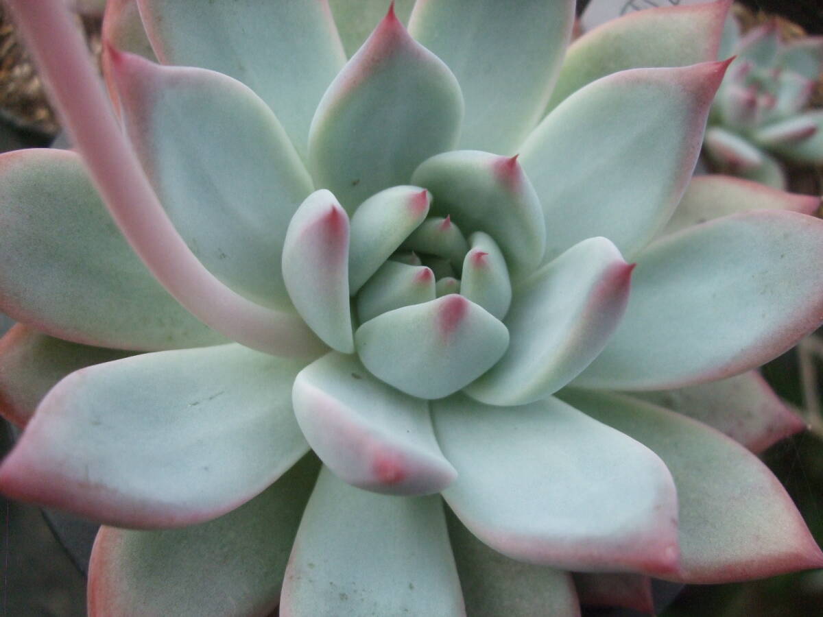 多肉植物 エケベリア 臼田リンゼアナ 葉挿しクローン(サボテン 多肉植物 エケベリア 臼田リンゼアナ 葉挿しクローン(サボテン