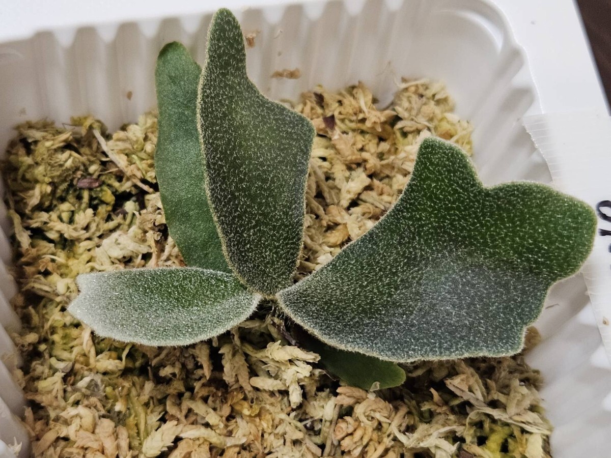 P.willinckii Nano ビカクシダ ウィリンキー ナノ 胞子培養 前葉 P.willinckii Nano ビカクシダ ウィリンキー ナノ 胞子培養 前葉