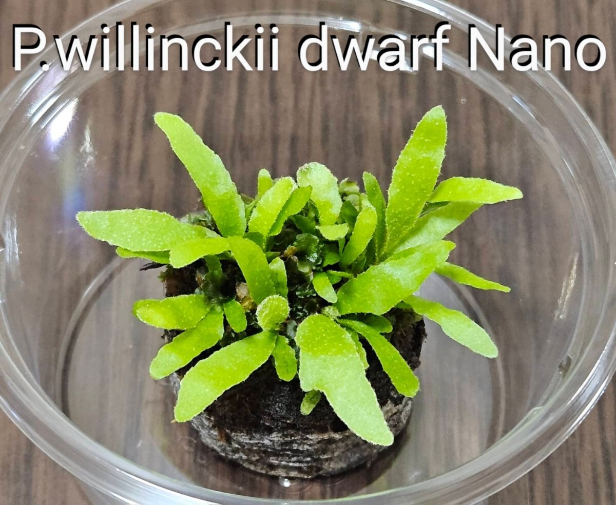 P.willinckii Nano ビカクシダ ウィリンキー ナノ 胞子培養 前葉 P.willinckii Nano ビカクシダ ウィリンキー ナノ 胞子培養 前葉