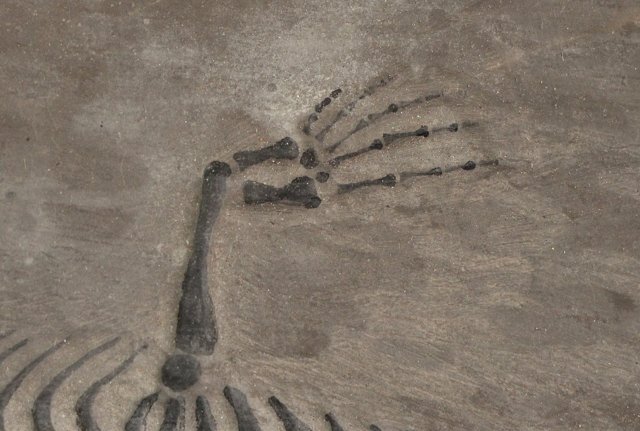 ☆皇帝☆中生代白亜紀 中国産 ケイチョウサウルス(貴州竜)化石 ☆皇帝☆中生代白亜紀 中国産 ケイチョウサウルス(貴州竜)化石