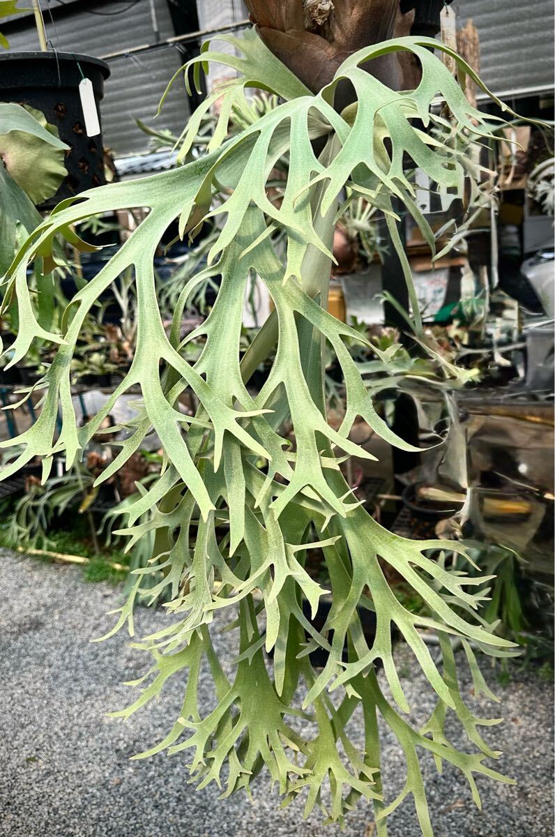P. willinckii 'Adamas' ウィリンキー【vandaka】ビカクシダ P. willinckii 'Adamas' ウィリンキー【vandaka】ビカクシダ