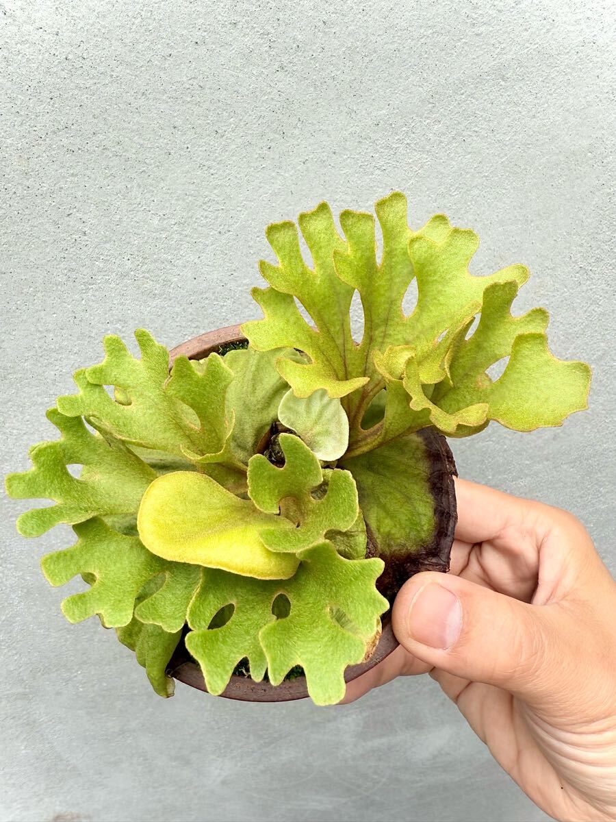 P. ridleyi dwarf 'Silver' リドレイドワーフ【vandaka P. ridleyi dwarf 'Silver' リドレイドワーフ【vandaka
