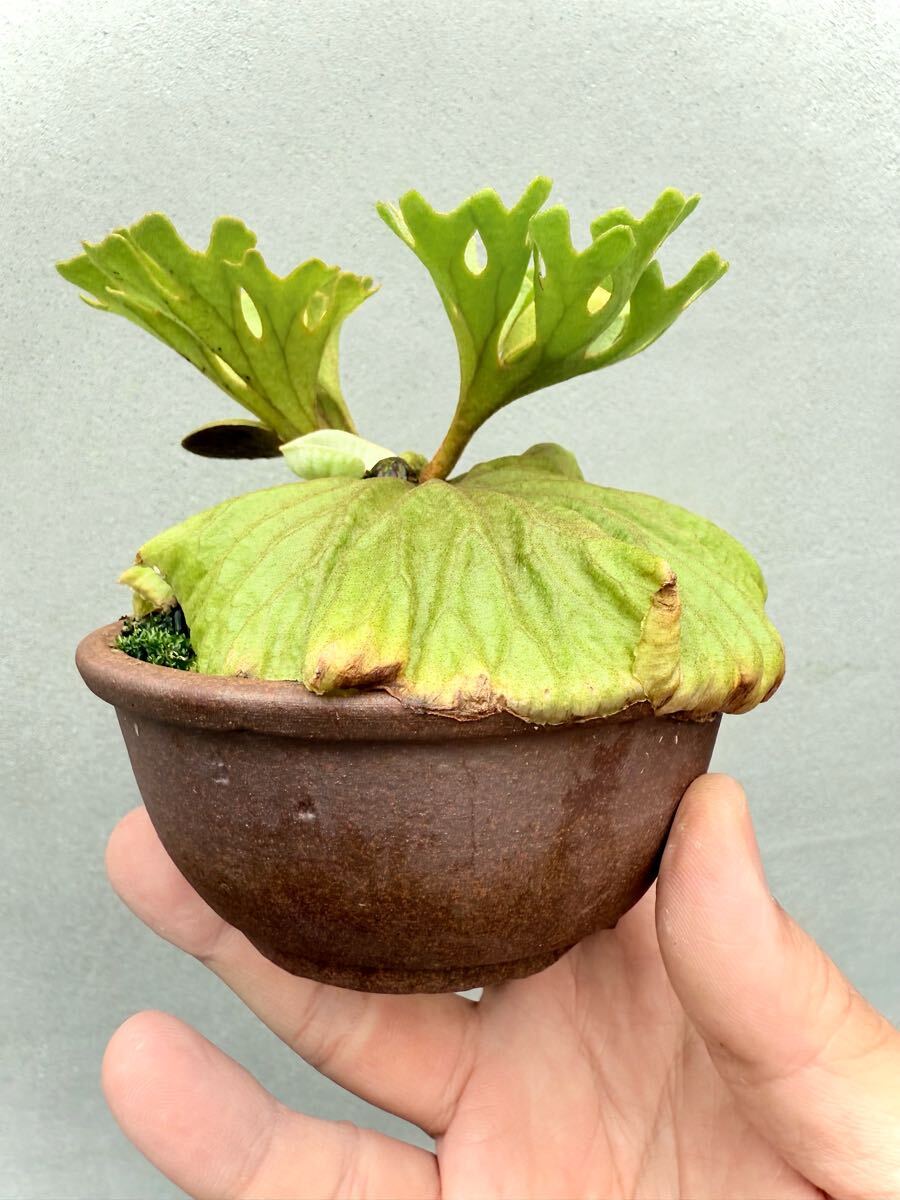 P. ridleyi dwarf 'Silver' リドレイドワーフ【vandaka P. ridleyi dwarf 'Silver' リドレイドワーフ【vandaka