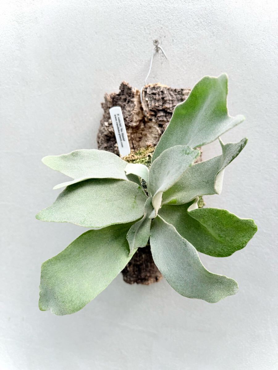 P. veitchii 'No Shield' 【vandaka】ビカクシダ(ビカクシダ P. veitchii 'No Shield' 【vandaka】ビカクシダ(ビカクシダ