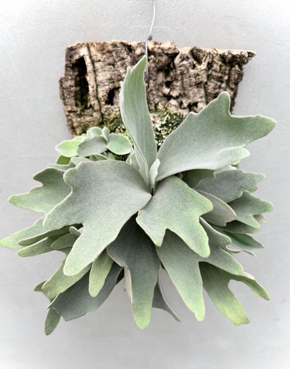 P. veitchii 'No Shield' 【vandaka】ビカクシダ(ビカクシダ P. veitchii 'No Shield' 【vandaka】ビカクシダ(ビカクシダ
