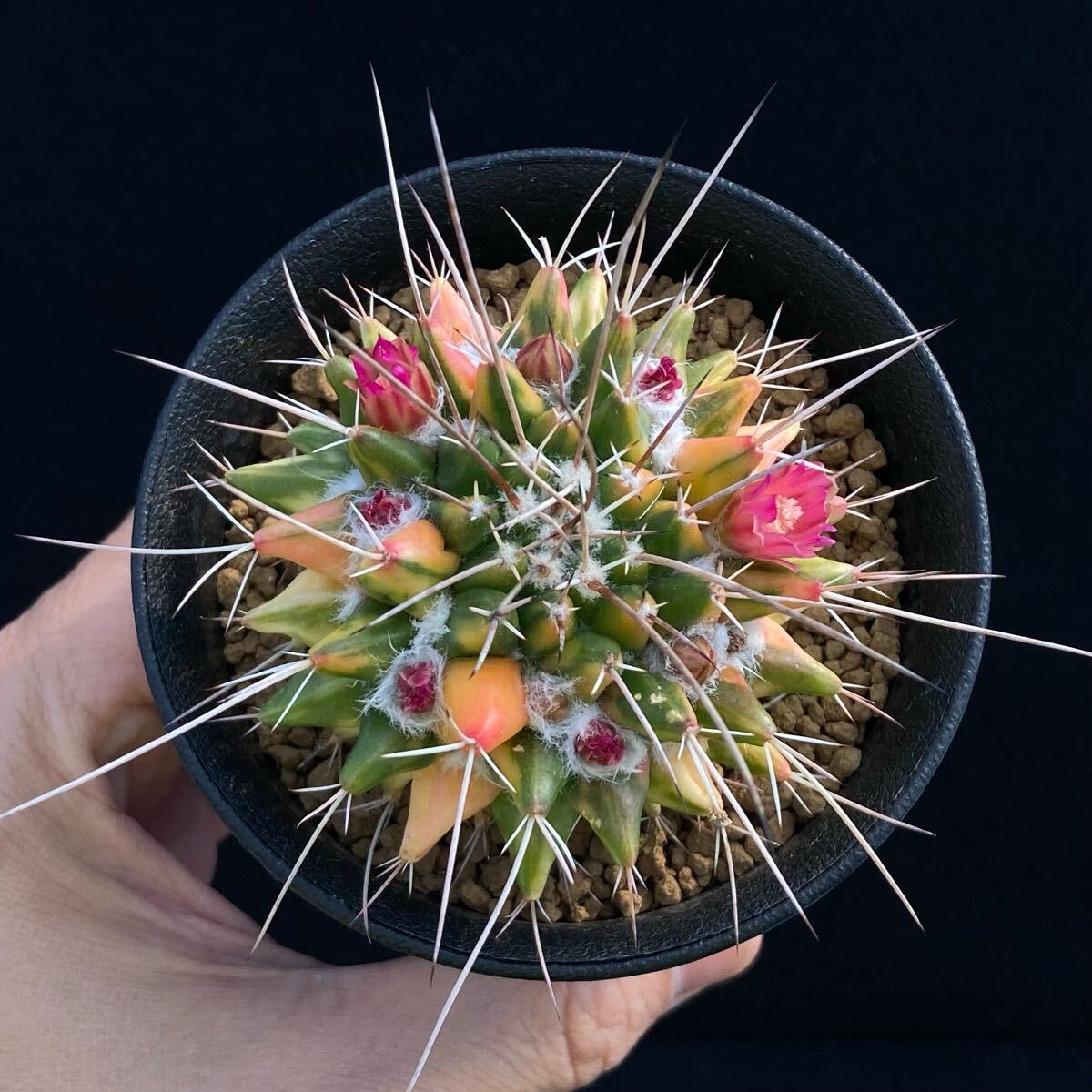 σ マミラリア 金剛丸錦 3号 Mammillaria centricirrha variegata σ マミラリア 金剛丸錦 3号 Mammillaria centricirrha variegata