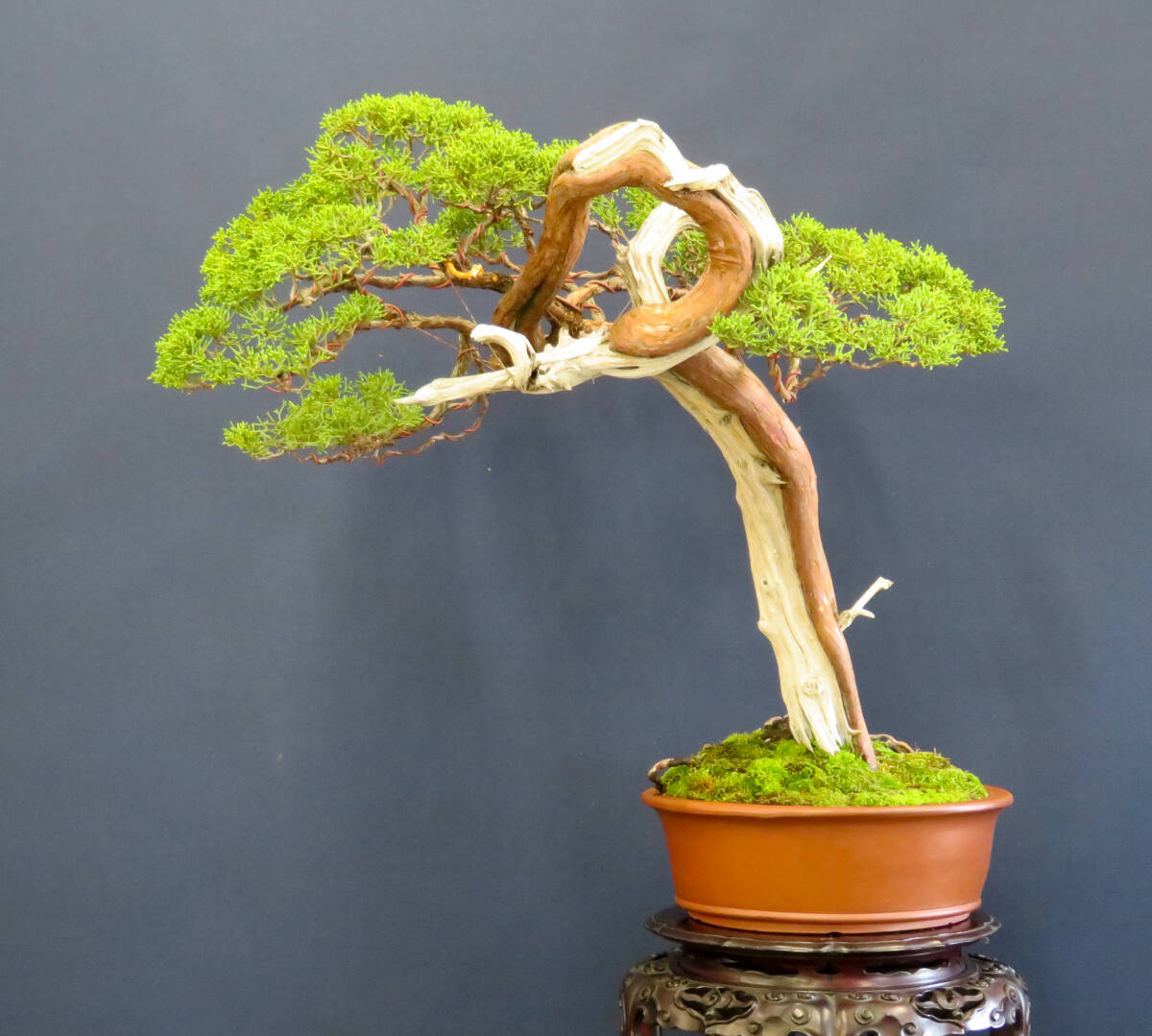 盆栽 中品 山木・山採り 文人 真柏 樹高51cm (松)|売買された 盆栽 中品 山木・山採り 文人 真柏 樹高51cm (松)|売買された