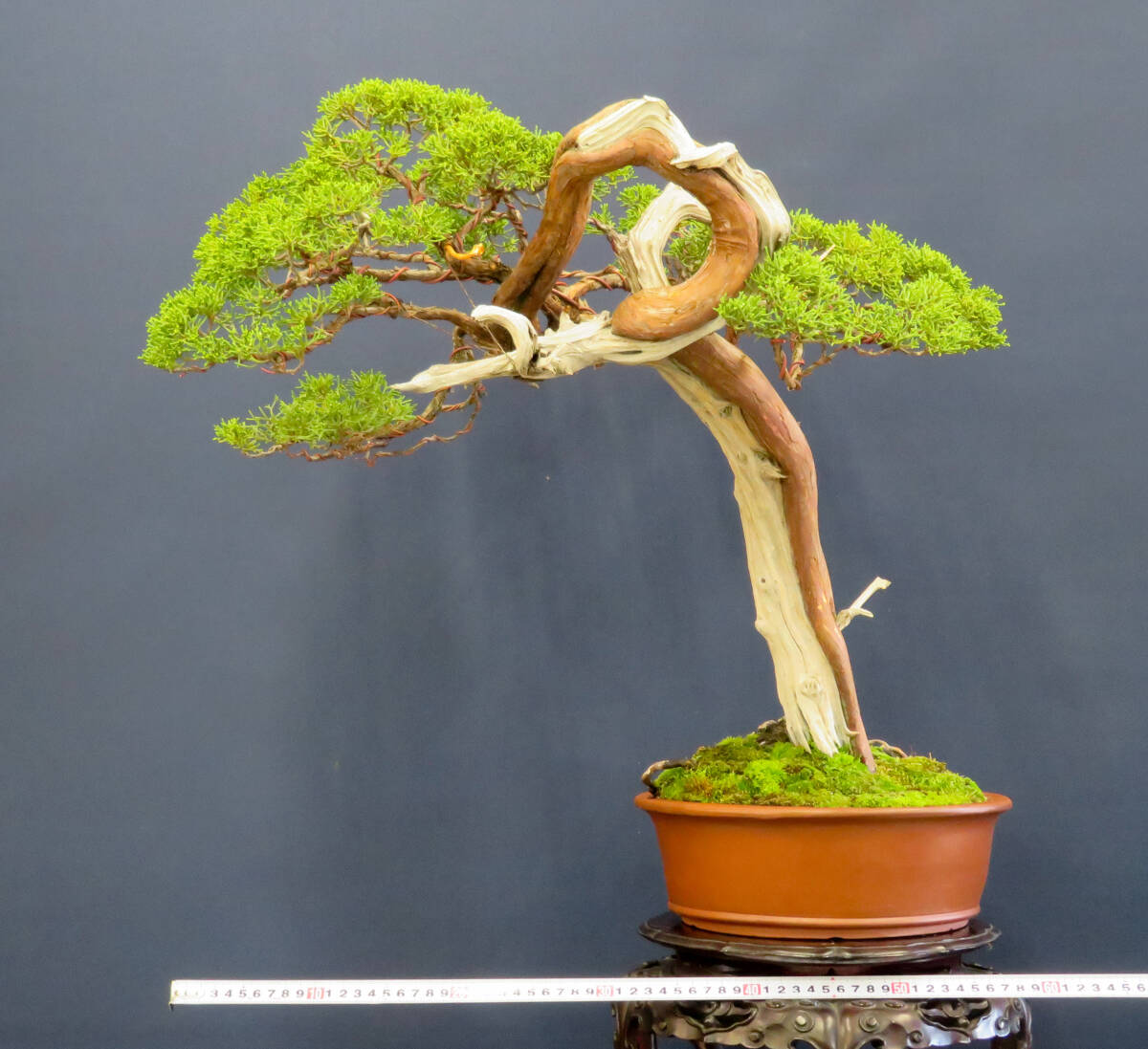 盆栽 中品 山木・山採り 文人 真柏 樹高51cm (松)|売買された 盆栽 中品 山木・山採り 文人 真柏 樹高51cm (松)|売買された
