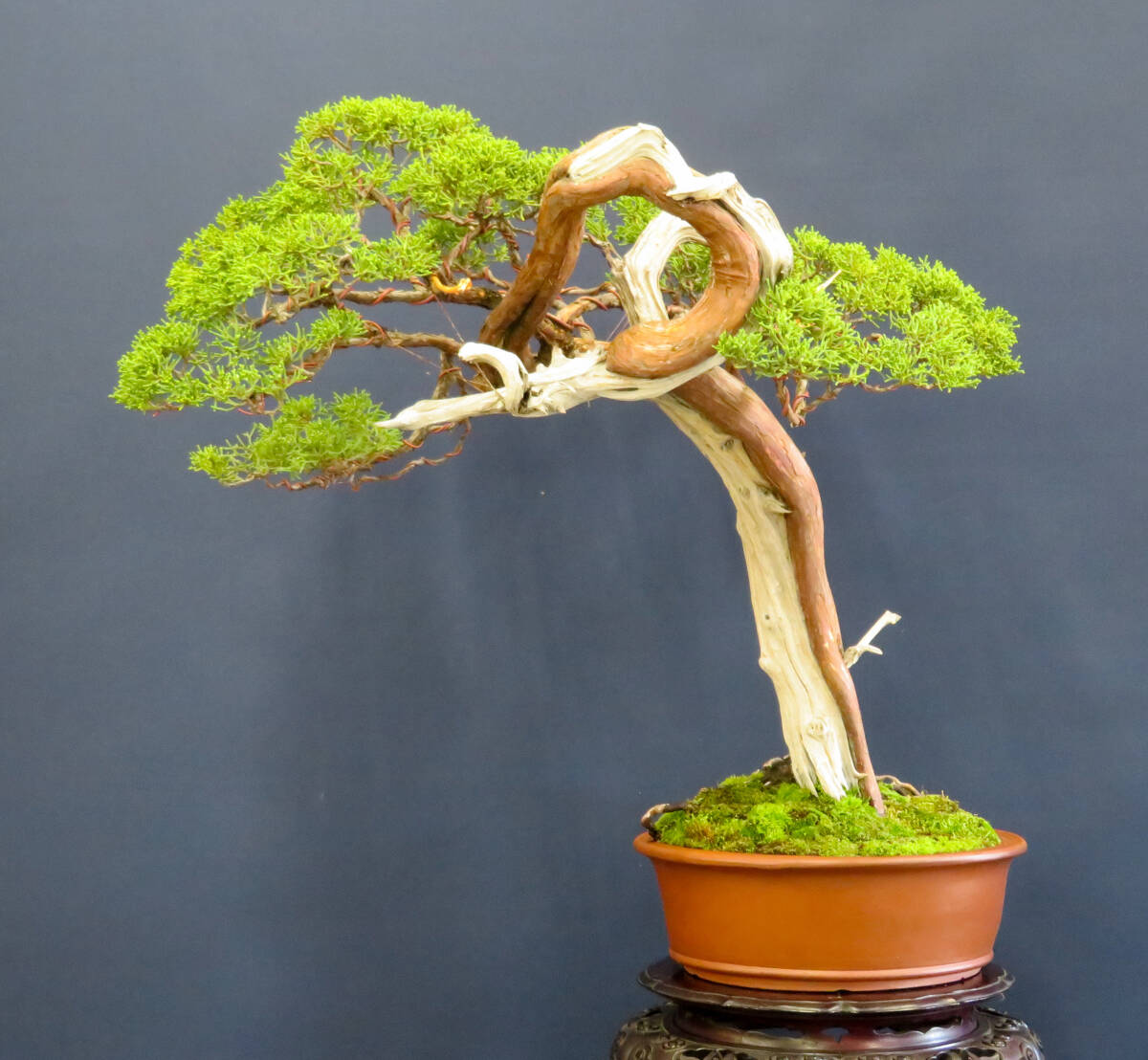 盆栽 中品 山木・山採り 文人 真柏 樹高51cm (松)|売買された 盆栽 中品 山木・山採り 文人 真柏 樹高51cm (松)|売買された