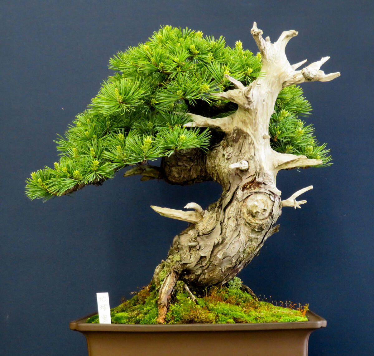盆栽 中品 希品種 <地球宝> 希少サイズ 葉性抜群 太幹 五葉松 盆栽 中品 希品種 <地球宝> 希少サイズ 葉性抜群 太幹 五葉松