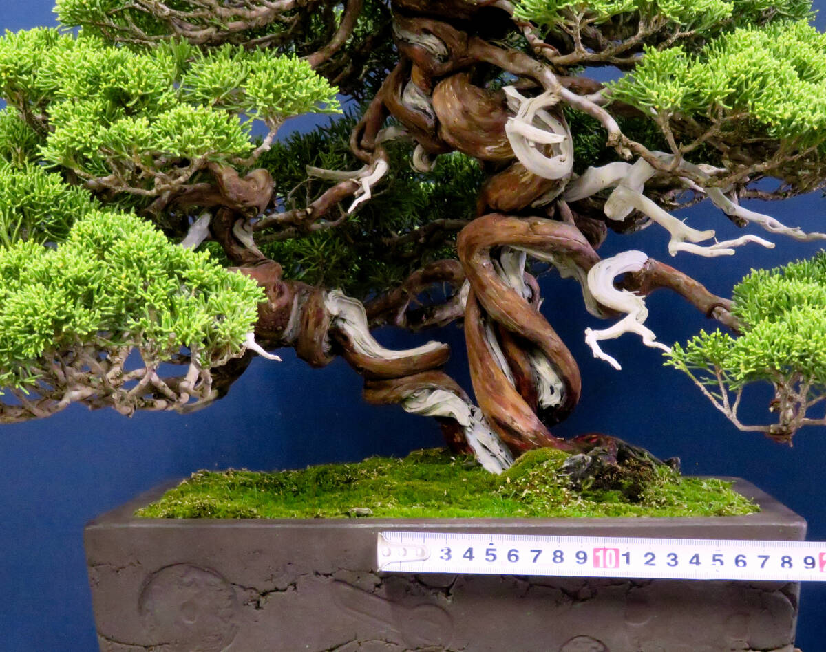 盆栽 中品 捻転 双幹 糸魚川真柏 樹高40cm 鉢/十王堂松泉(松 盆栽 中品 捻転 双幹 糸魚川真柏 樹高40cm 鉢/十王堂松泉(松