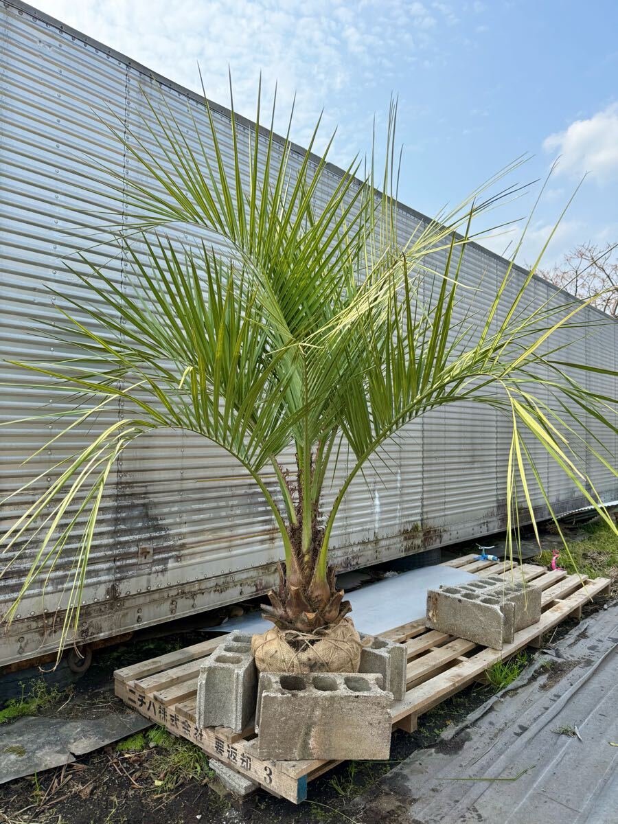 ココスヤシシルバーリーフ 高さ200cm 幹回り80cm 幹高30cm ⑥ ココスヤシシルバーリーフ 高さ200cm 幹回り80cm 幹高30cm ⑥