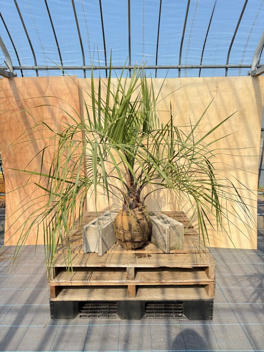 ココスヤシ シルバーリーフ葉先130cm 幹回り53cm 幹高20cm 【2 ココスヤシ シルバーリーフ葉先130cm 幹回り53cm 幹高20cm 【2
