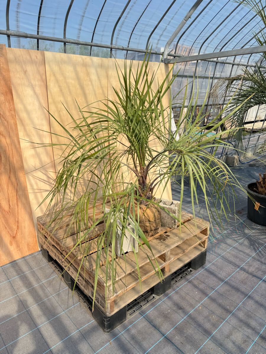 ココスヤシ シルバーリーフ葉先130cm 幹回り53cm 幹高20cm 【2 ココスヤシ シルバーリーフ葉先130cm 幹回り53cm 幹高20cm 【2