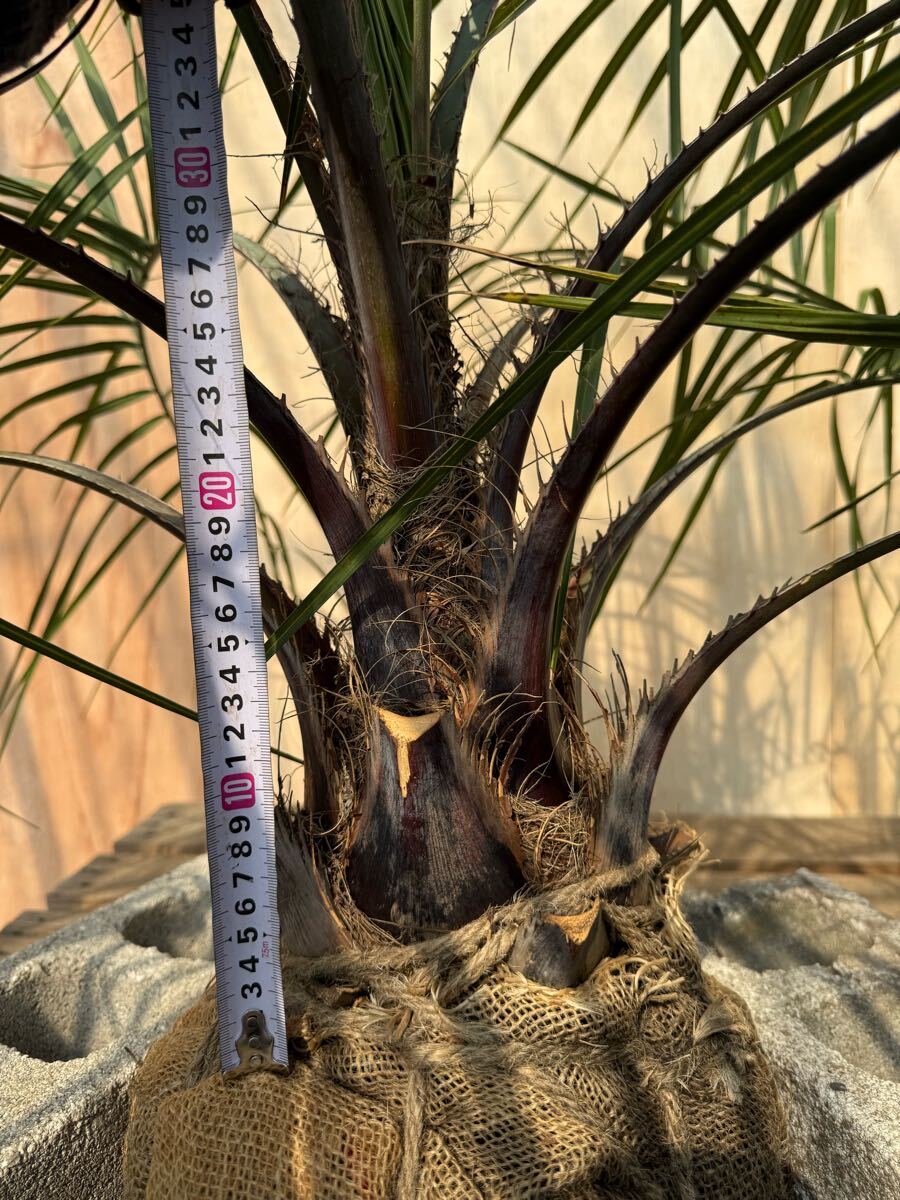 ココスヤシ シルバーリーフ葉先130cm 幹回り53cm 幹高20cm 【2 ココスヤシ シルバーリーフ葉先130cm 幹回り53cm 幹高20cm 【2