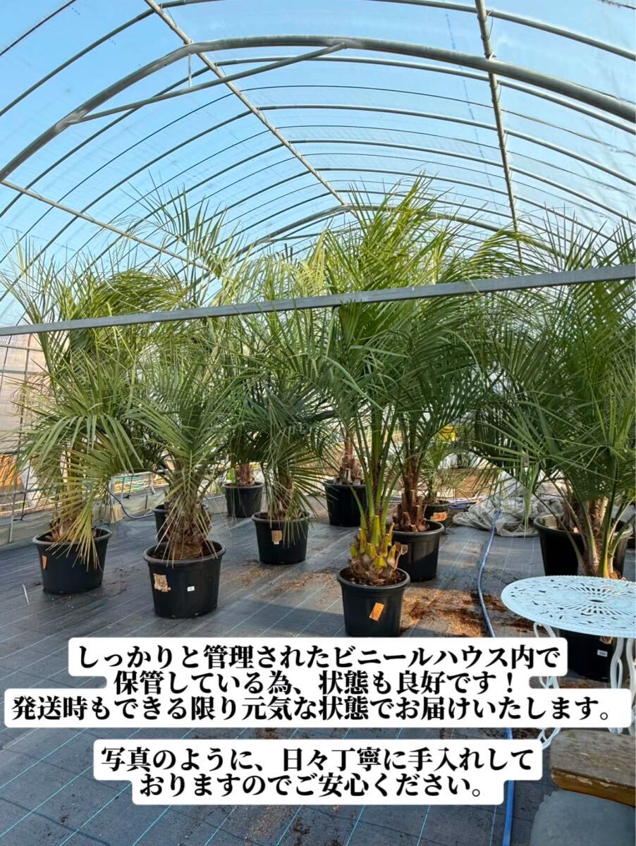 ココスヤシ シルバーリーフ葉先130cm 幹回り53cm 幹高20cm 【2 ココスヤシ シルバーリーフ葉先130cm 幹回り53cm 幹高20cm 【2
