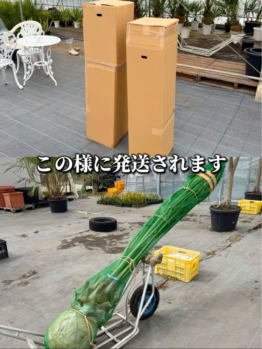 ココスヤシ シルバーリーフ葉先130cm 幹回り53cm 幹高20cm 【2 ココスヤシ シルバーリーフ葉先130cm 幹回り53cm 幹高20cm 【2
