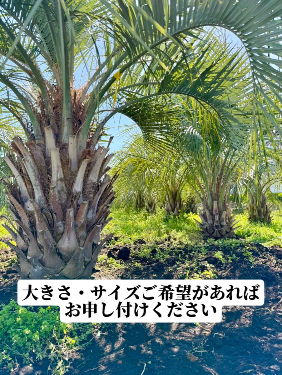 ココスヤシ シルバーリーフ葉先130cm 幹回り53cm 幹高20cm 【2 ココスヤシ シルバーリーフ葉先130cm 幹回り53cm 幹高20cm 【2