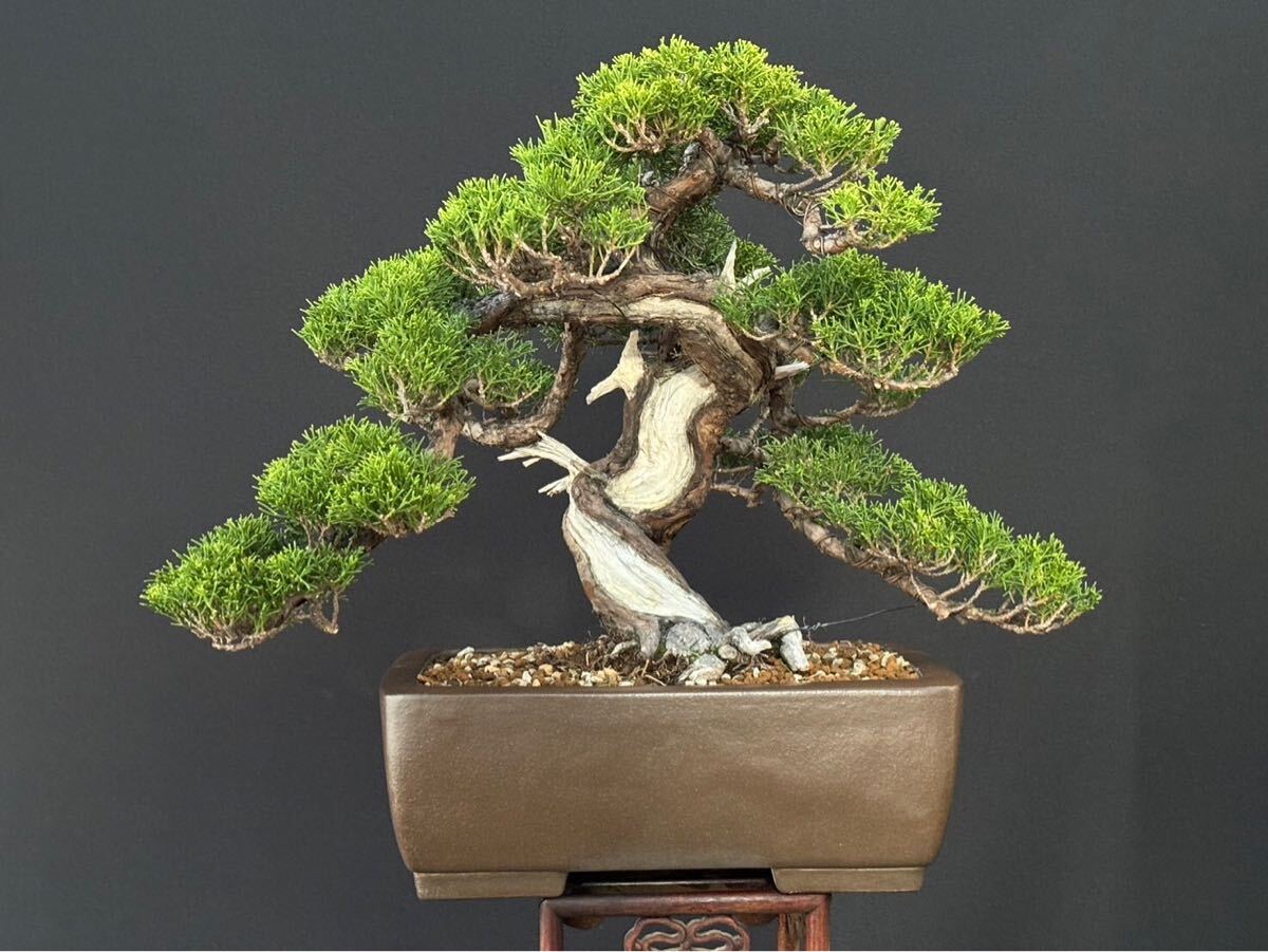糸魚川真柏 真柏盆栽 盆栽 真柏(松)|売買されたオークション 糸魚川真柏 真柏盆栽 盆栽 真柏(松)|売買されたオークション
