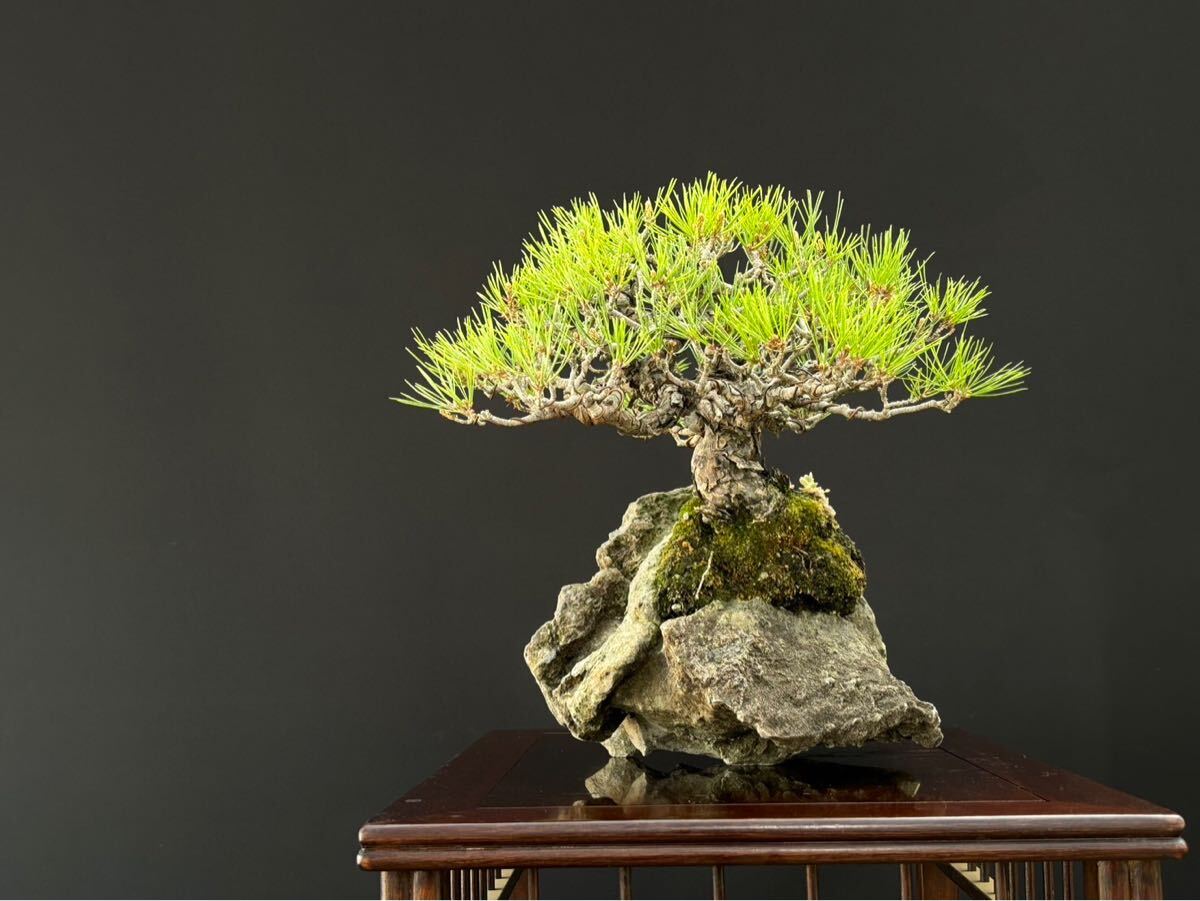 石付き赤松 赤松 赤松盆栽 盆栽(松)|売買されたオークション 石付き赤松 赤松 赤松盆栽 盆栽(松)|売買されたオークション