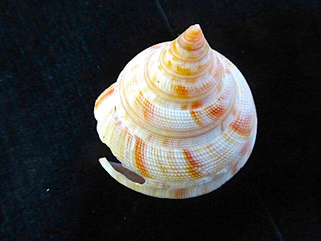 ベニオキナエビス貝殻貝標本カニ図鑑オブジェ骨格骨董ウニサメ ベニオキナエビス貝殻貝標本カニ図鑑オブジェ骨格骨董ウニサメ
