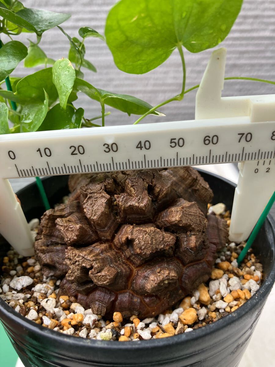 アフリカ亀甲竜 75㎜ ディオスコレア 塊根植物 バキバキ美株 アフリカ亀甲竜 75㎜ ディオスコレア 塊根植物 バキバキ美株