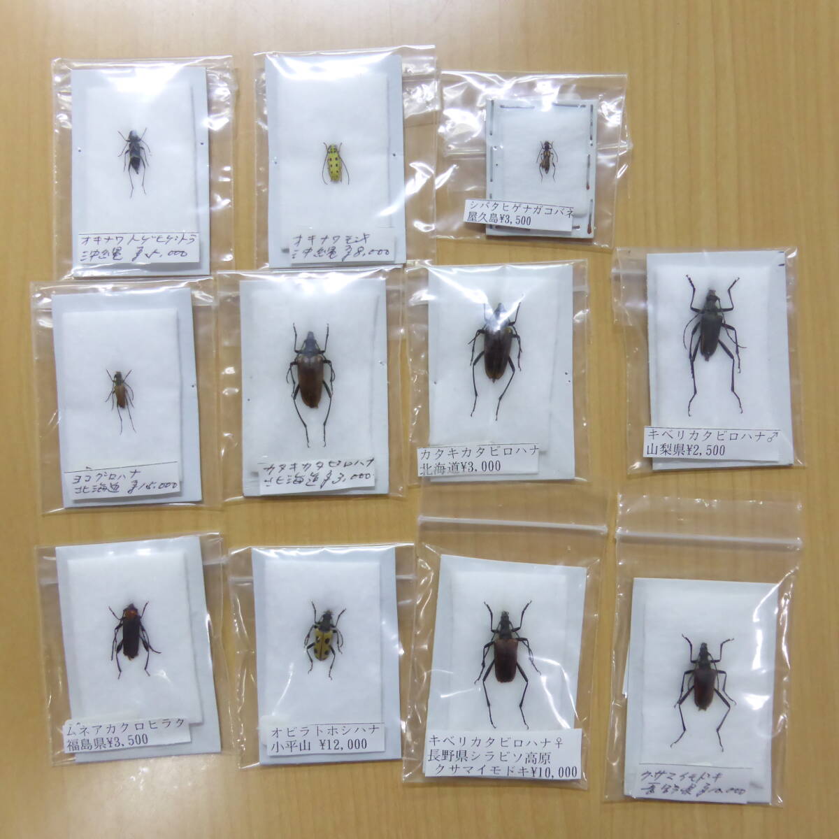 中古◇昆虫標本 カミキリムシ オビラトホシハナ クサマイモドキ 中古◇昆虫標本 カミキリムシ オビラトホシハナ クサマイモドキ