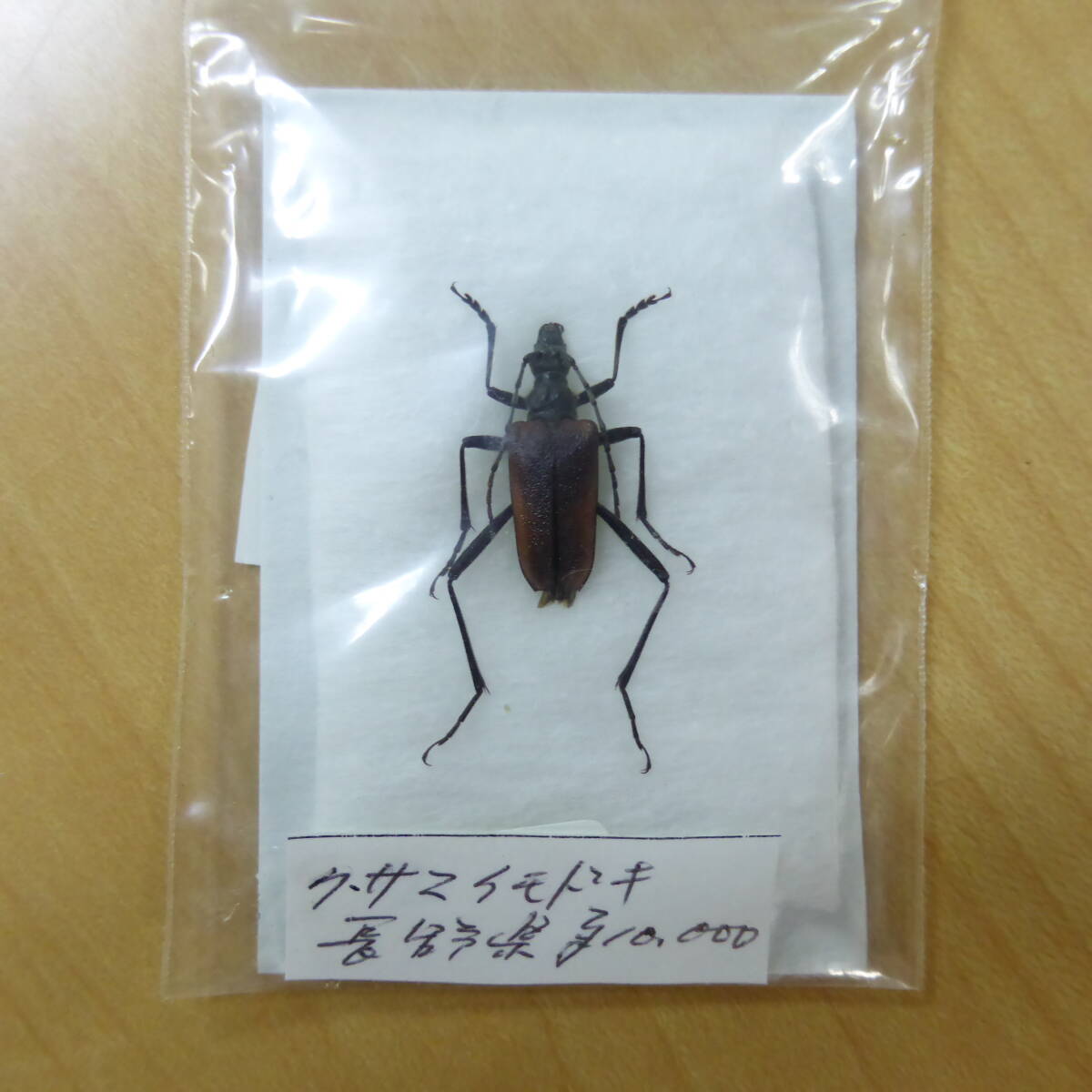 中古◇昆虫標本 カミキリムシ オビラトホシハナ クサマイモドキ 中古◇昆虫標本 カミキリムシ オビラトホシハナ クサマイモドキ