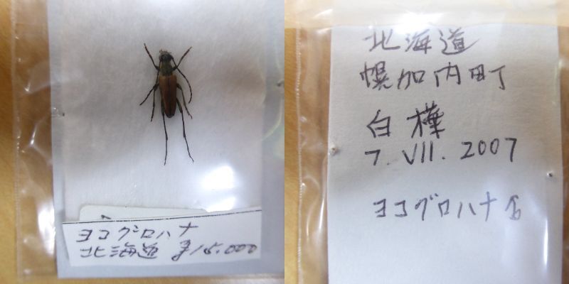 中古◇昆虫標本 カミキリムシ オビラトホシハナ クサマイモドキ 中古◇昆虫標本 カミキリムシ オビラトホシハナ クサマイモドキ