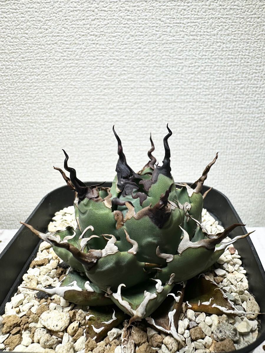 現物出品】アガベ ハイブリッド ネバデンシス×ブラックアンド 現物出品】アガベ ハイブリッド ネバデンシス×ブラックアンド