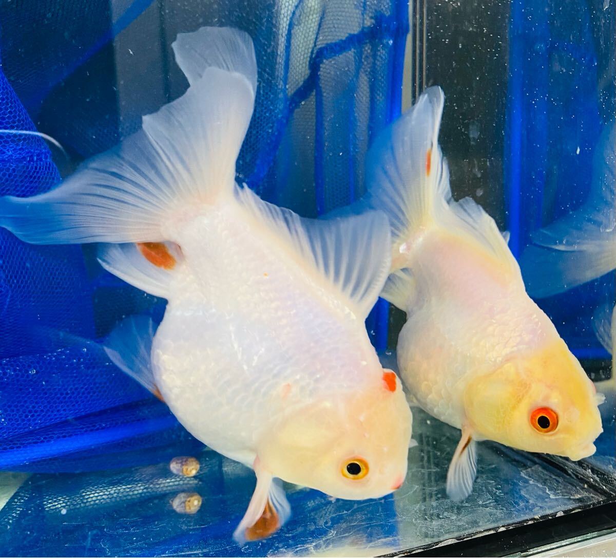 2匹セット)極上赤目シルクオランダ獅子頭 約10〜11㎝ 中国産 2匹セット)極上赤目シルクオランダ獅子頭 約10〜11㎝ 中国産