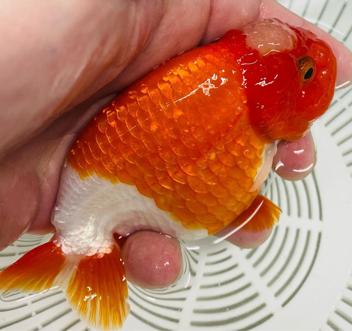 美型桜白丹頂らんちゅう 約11〜12㎝ スモールテール 中国産金魚 美型桜白丹頂らんちゅう 約11〜12㎝ スモールテール 中国産金魚