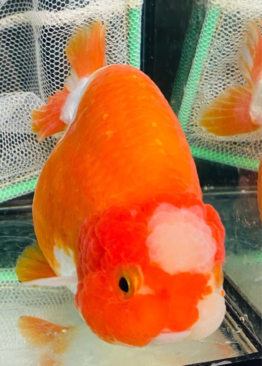 美型桜白丹頂らんちゅう 約11〜12㎝ スモールテール 中国産金魚 美型桜白丹頂らんちゅう 約11〜12㎝ スモールテール 中国産金魚