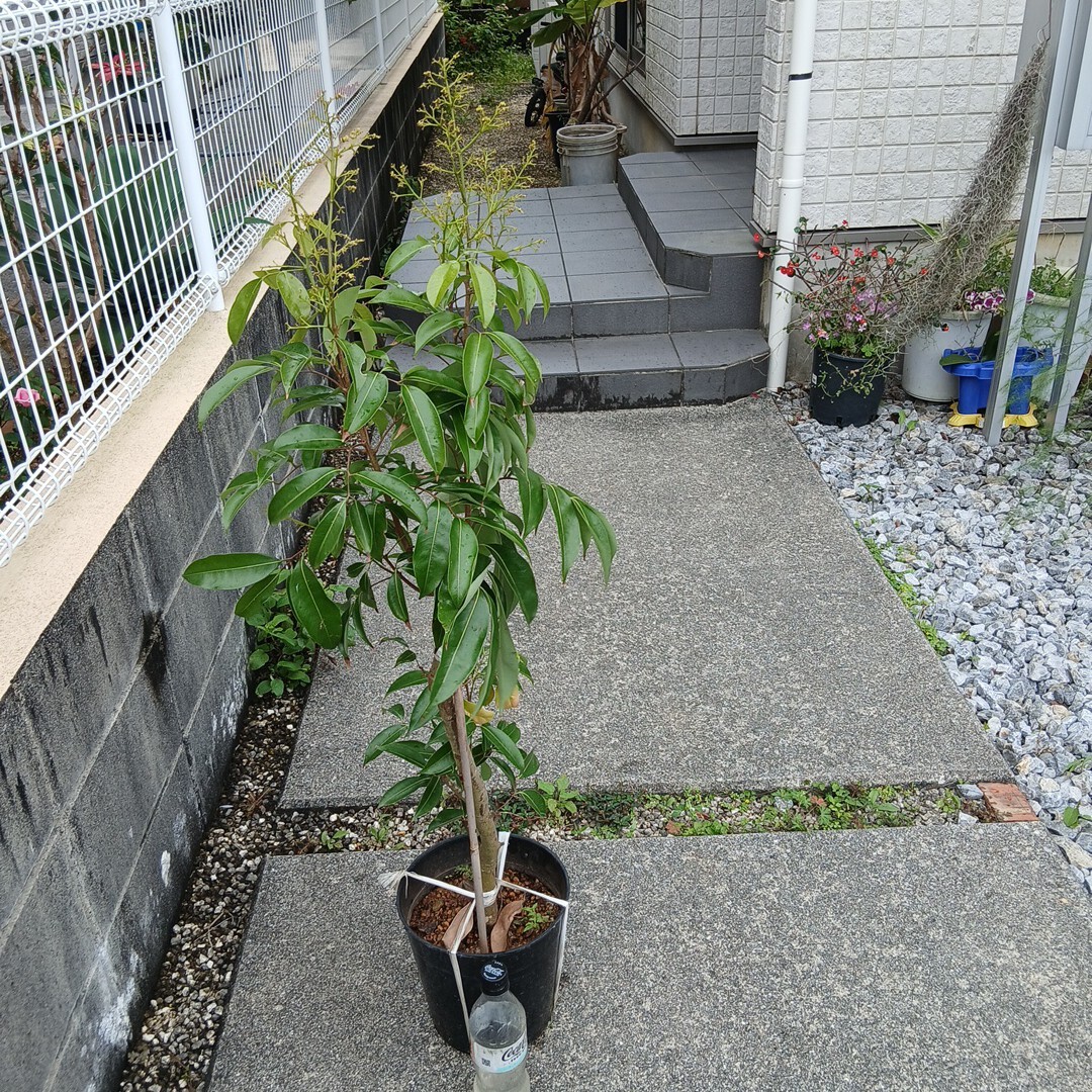 ライチ苗 取木苗 4年 チャカパット 花芽有り 結実歴有り(果物 ライチ苗 取木苗 4年 チャカパット 花芽有り 結実歴有り(果物