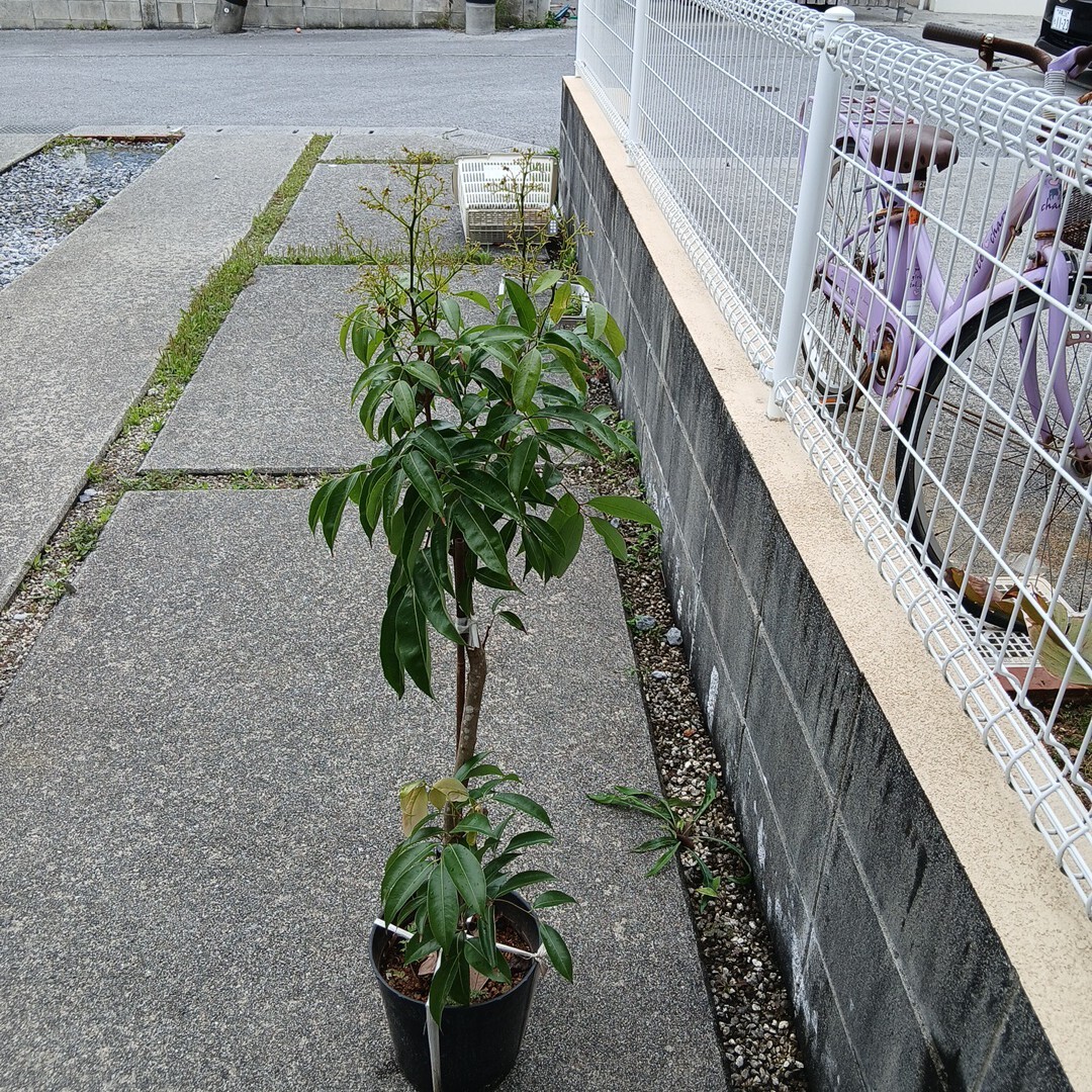 ライチ苗 取木苗 4年 チャカパット 花芽有り 結実歴有り(果物 ライチ苗 取木苗 4年 チャカパット 花芽有り 結実歴有り(果物