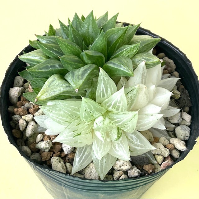 ☆ハオルチア 旧氷砂糖 群生株 抜き苗 ☆ 多肉植物/サボテン ☆ハオルチア 旧氷砂糖 群生株 抜き苗 ☆ 多肉植物/サボテン
