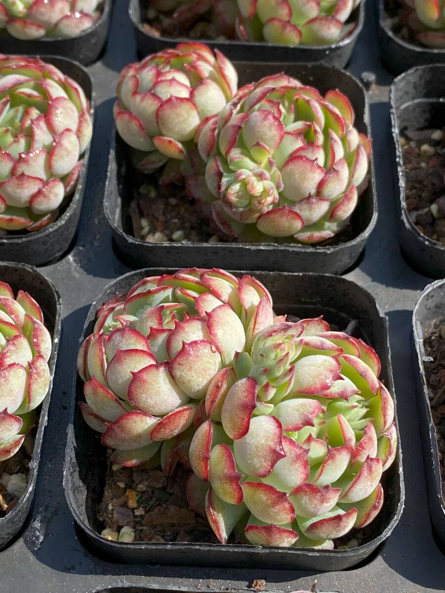 35株 P662-1多肉植物 エケベリア 小さなイチゴ サボテン 観葉 35株 P662-1多肉植物 エケベリア 小さなイチゴ サボテン 観葉