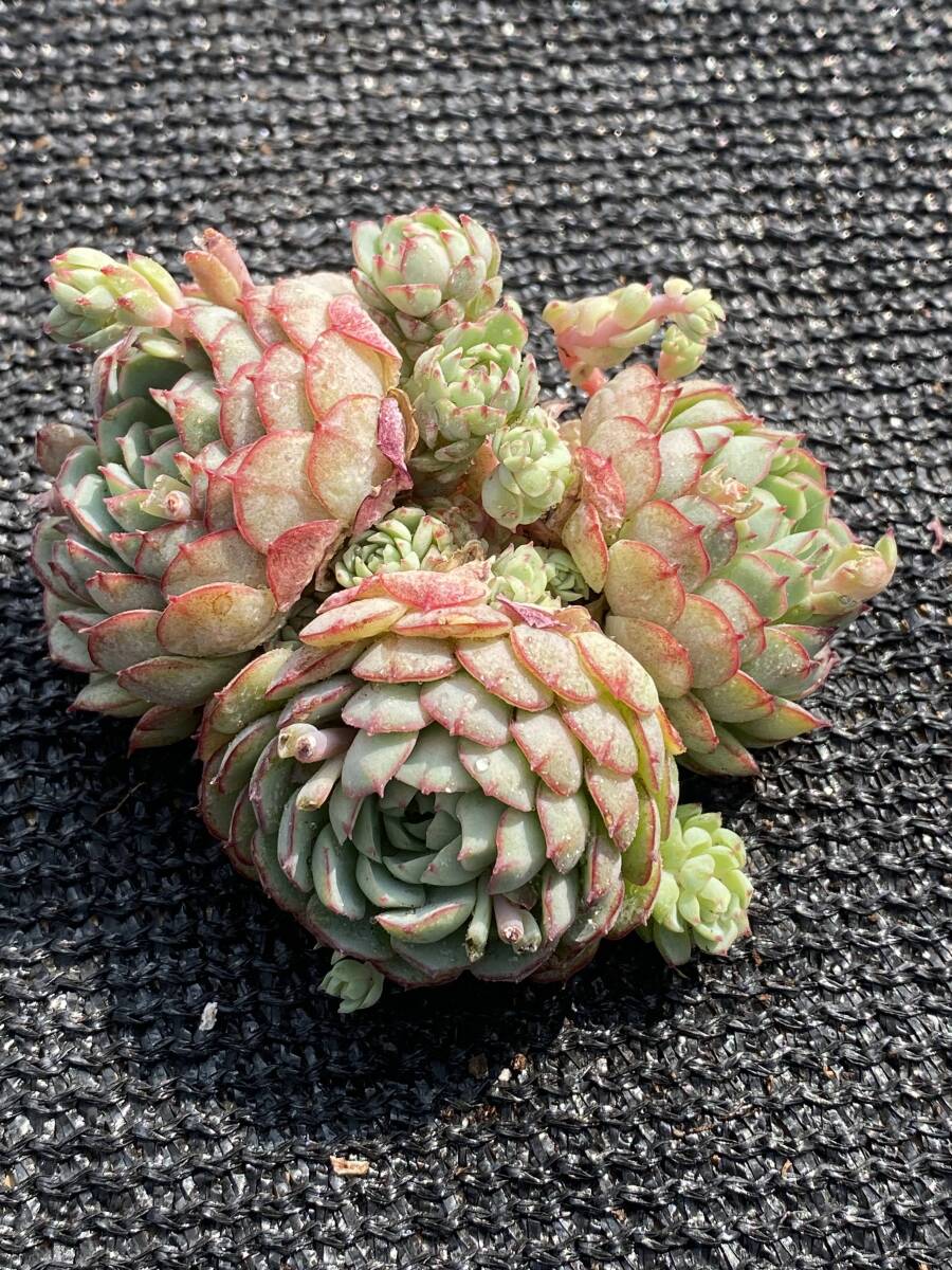 40株 Q409-1 多肉植物 エケベリア 小紅船 サボテン 観葉植物 花 40株 Q409-1 多肉植物 エケベリア 小紅船 サボテン 観葉植物 花