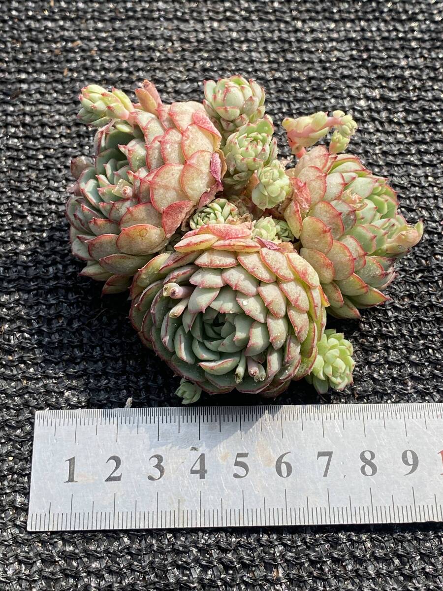 40株 Q409-1 多肉植物 エケベリア 小紅船 サボテン 観葉植物 花 40株 Q409-1 多肉植物 エケベリア 小紅船 サボテン 観葉植物 花