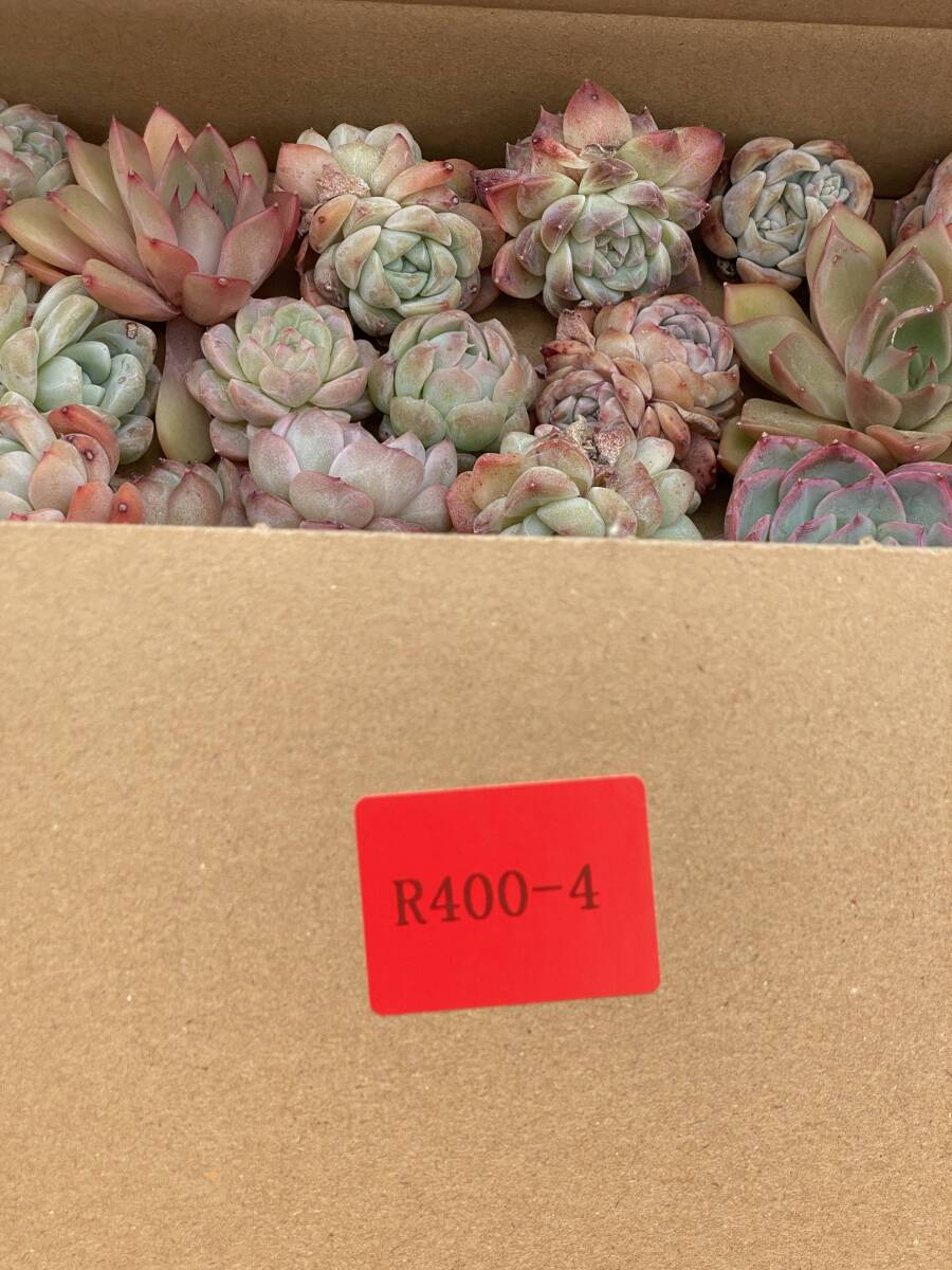 85株 R400-4 多肉植物 エケベリア ミックス苗 詰め合わせ 観葉 85株 R400-4 多肉植物 エケベリア ミックス苗 詰め合わせ 観葉