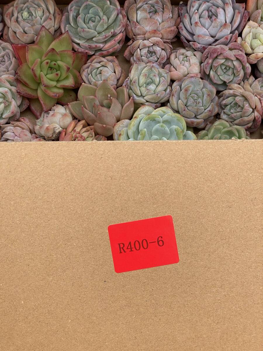85株 R400-6 多肉植物 エケベリア ミックス苗 詰め合わせ 観葉 85株 R400-6 多肉植物 エケベリア ミックス苗 詰め合わせ 観葉