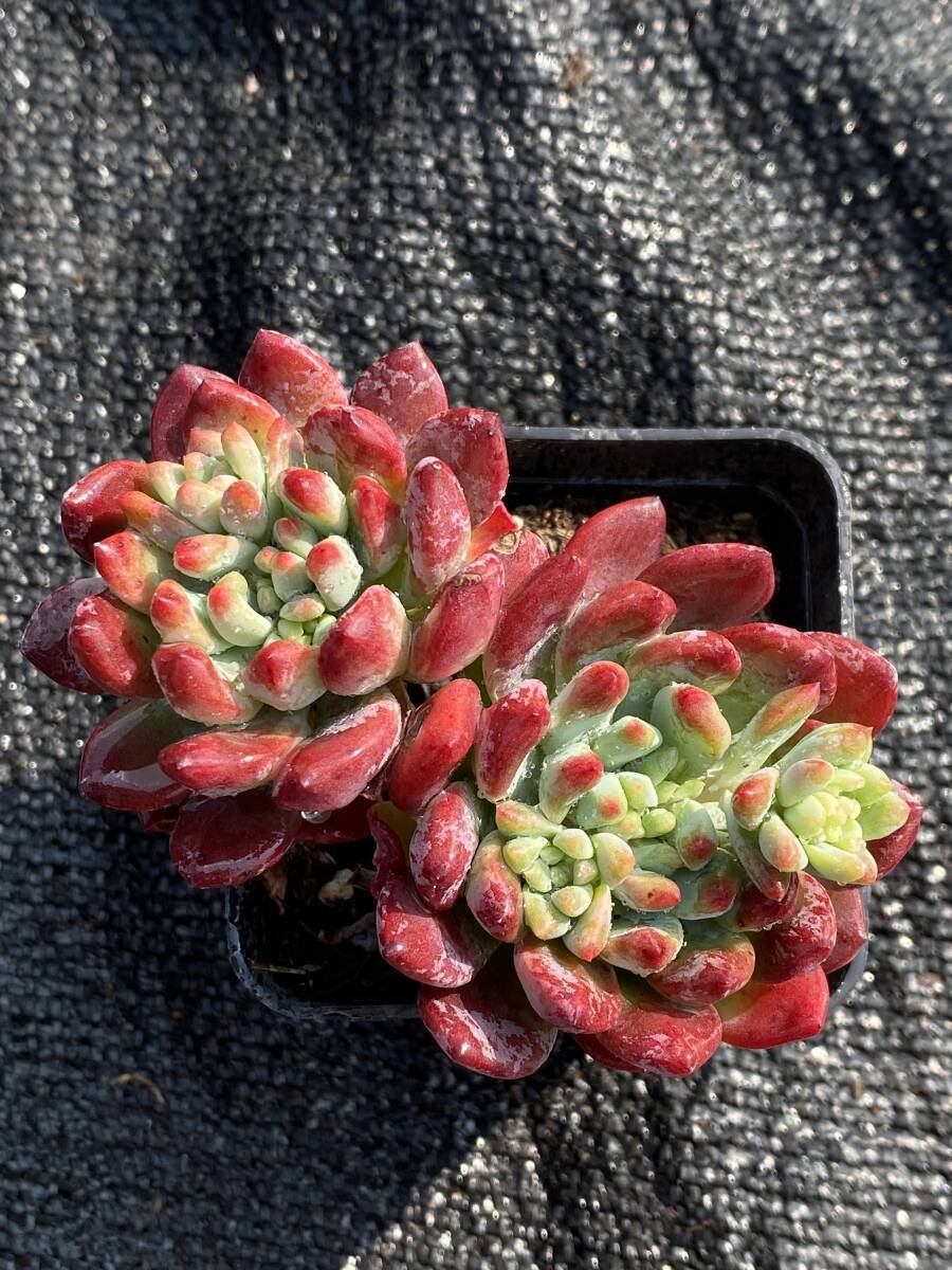 40株 S599 多肉植物 エケベリア 青いリンゴ サボテン 観葉植物 40株 S599 多肉植物 エケベリア 青いリンゴ サボテン 観葉植物