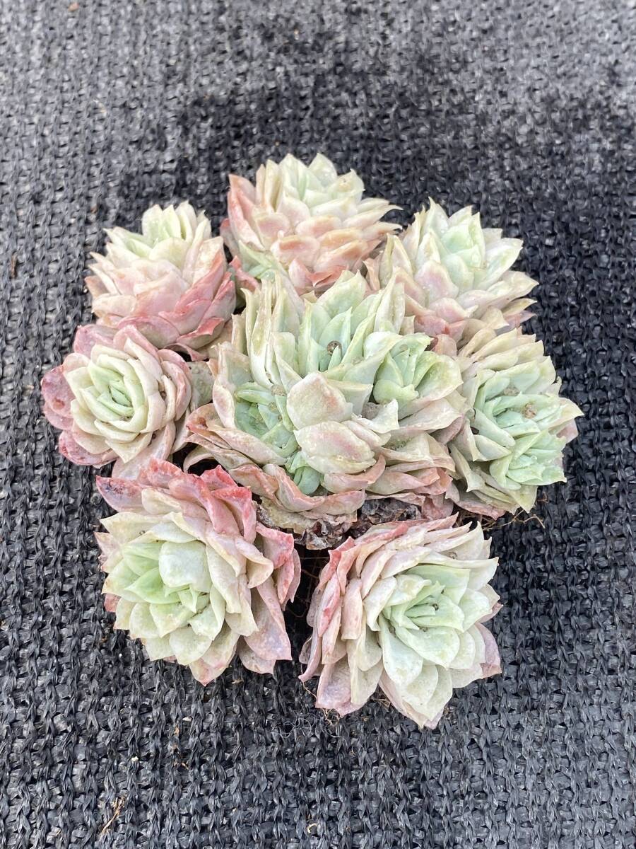 12株 V409多肉植物 エケベリア 氷片錦 サボテン 観葉植物 花 12株 V409多肉植物 エケベリア 氷片錦 サボテン 観葉植物 花