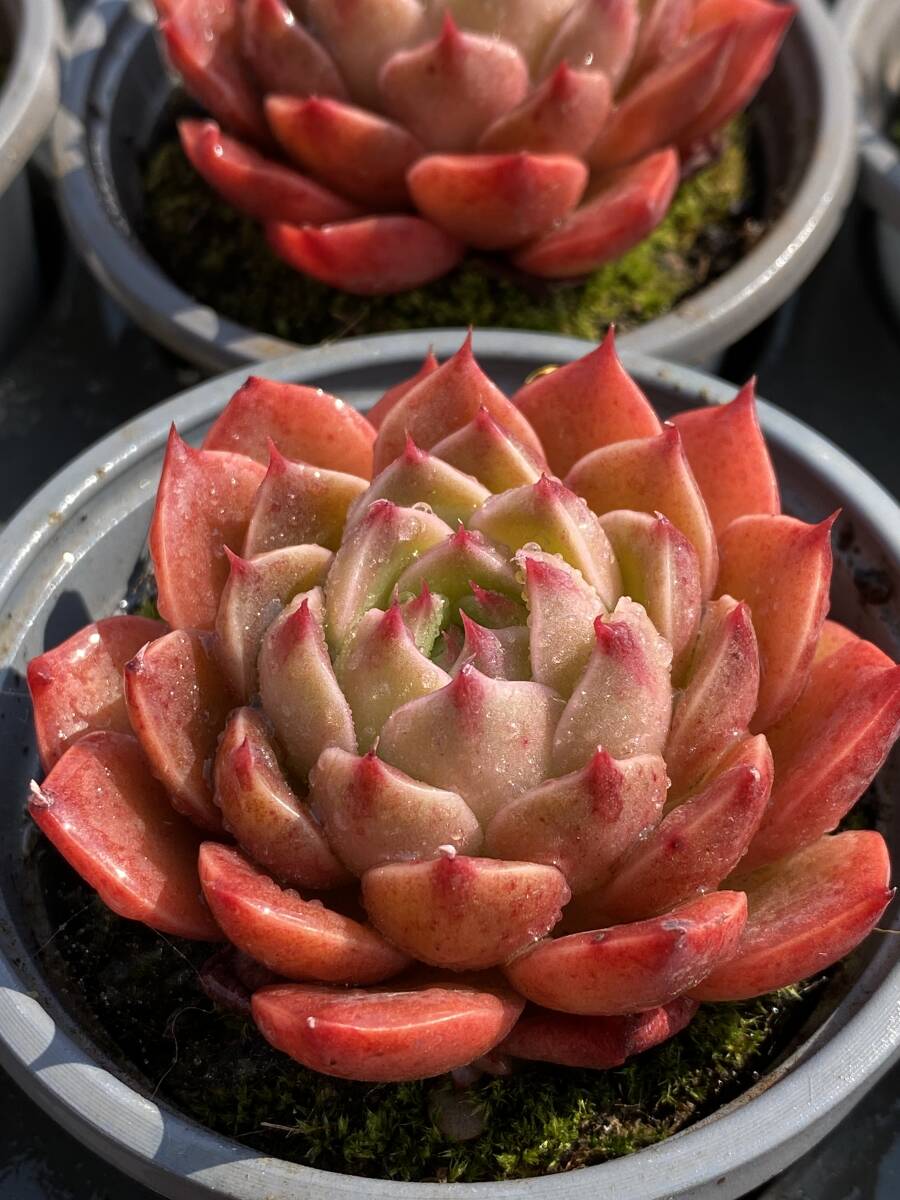20株 V596 多肉植物 エケベリア トナカイ サボテン 観葉植物 花 20株 V596 多肉植物 エケベリア トナカイ サボテン 観葉植物 花